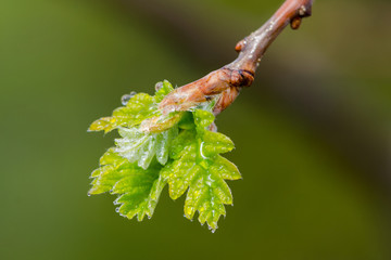 Fototapeta premium growing leaves of oak with drops of water on branch