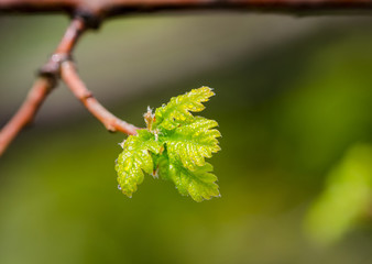 branch of oak with drops of water on green background