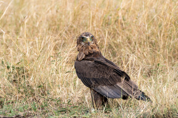 A tawny eagle sitting on the ground in the vast grasslands of Masai mara National Park during a wildlife safari