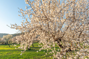 Mandelbluete Mallorca 2019