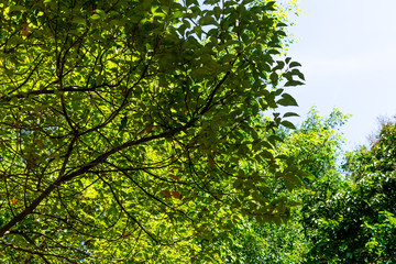 Fototapeta premium Background of nature