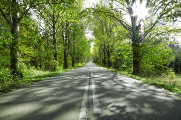 Spring road and free space for your decoration. 