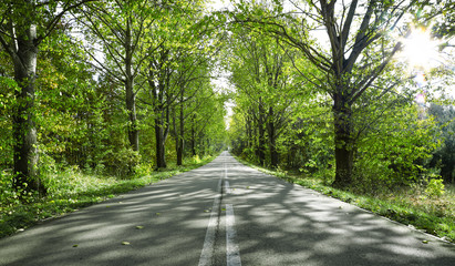 Spring road and free space for your decoration. 