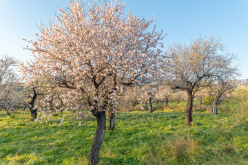 Mandelbluete Mallorca 2019