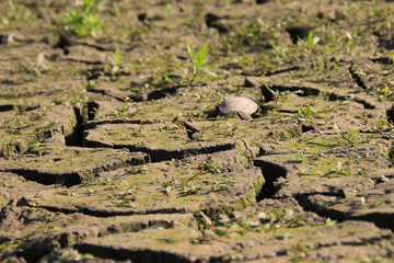 Cracked dry gray earth with grass near the river and shells