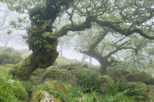 Wistmans wood Dartmoor National Park Devon Uk