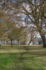 Fototapeta premium trees in the park
