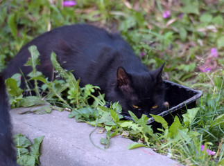 stray cat on the street