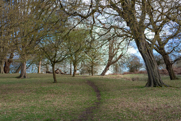 trees in the park