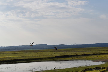 The Pong wetland, also called Maharana Pratap Sagar, one of the largest manmade wetland of Northern India, was formed with the construction of a dam across the Beas River in 1975
