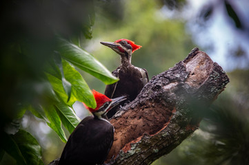 Pair pileated woodpeckers