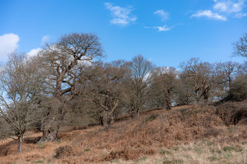 dead tree in the desert
