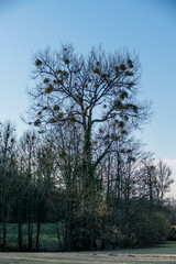 Fototapeta premium Misteln auf Baum