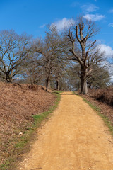 road in the forest