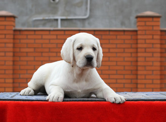 the little labrador puppy on a red background