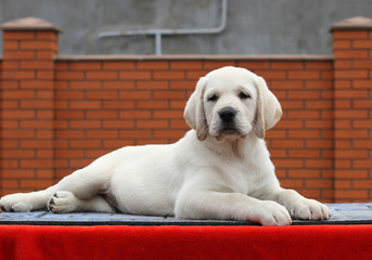 little labrador puppy on a red background