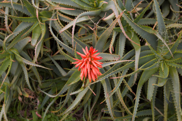  A red aloe flower growing among green leaves.