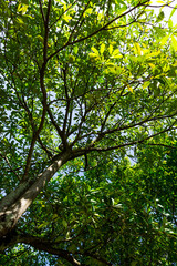 Background of nature