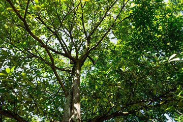 Background of nature