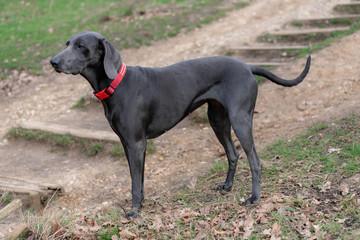 portrait of a dog