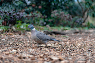 pigeon in the park