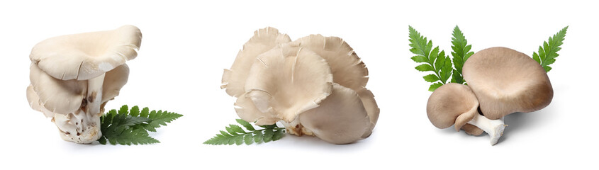 Set of delicious oyster mushrooms and leaves on white background