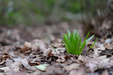 young plant in soil