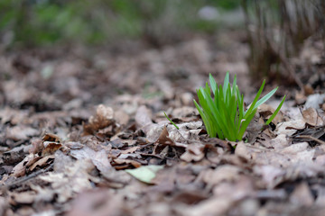 young plant in soil