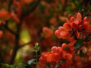 Blooming apple tree. Spring flowering trees. Flowers of apple.