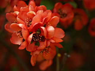Blooming apple tree. Spring flowering trees. Flowers of apple.