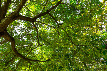 Background of nature