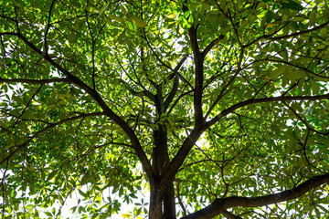 Background of nature