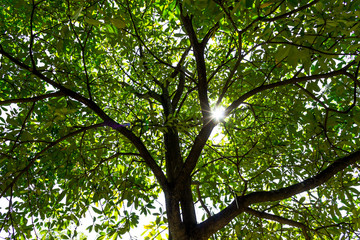 Background of nature