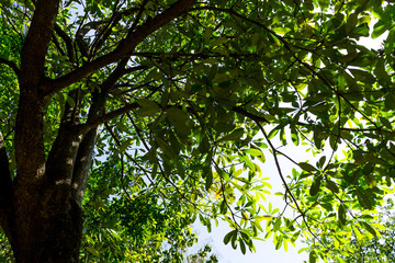 Background of nature