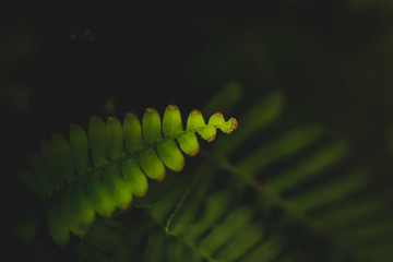 Fototapeta premium Beautiful creation details of a leaf.