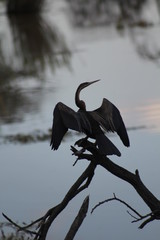 Cormorant Heron