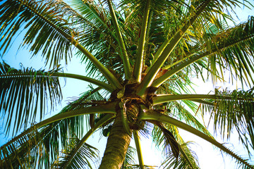 palm tree with fruit fruit on a background of blue sky