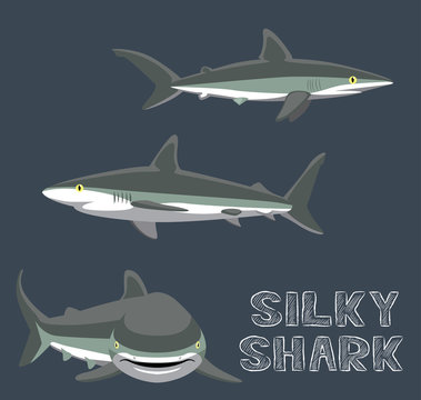 Silky Shark Cartoon Vector Illustration