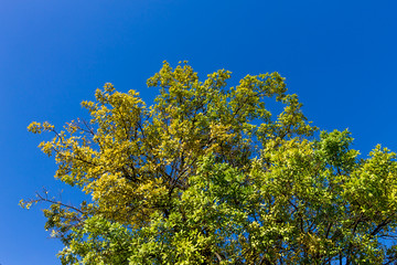 Background of nature