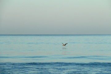 Fototapeta na wymiar Pelikane am Meer