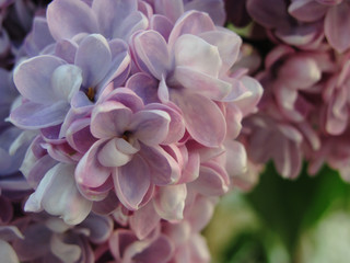 May lilac spring