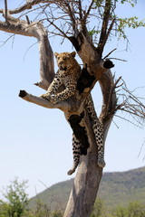 Leopard in a tree