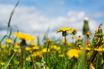 Yellow blooming dandelions on spring meadow