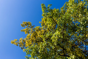 Background of nature