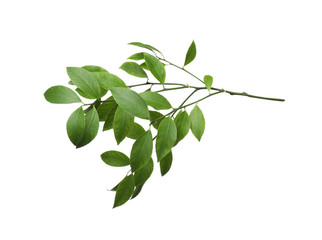 Branch of tropical citrus plant with leaves isolated on white