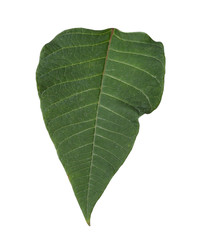 Leaf of tropical poinsettia plant isolated on white