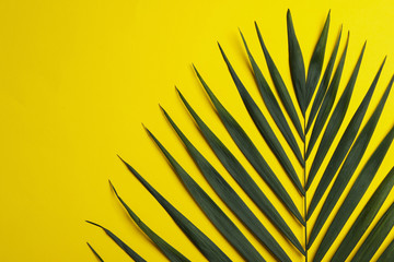 Obraz premium Leaf of tropical palm tree on color background, top view with space for text