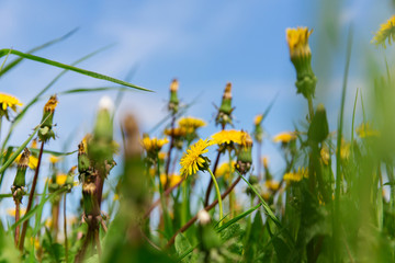 Yellow blooming dandelions on spring meadow