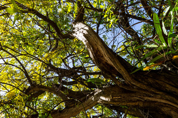 Background of nature