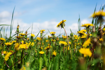 Yellow blooming dandelions on spring meadow